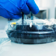 Frozen Eggs Success Rate: 2026 Clinical Data & Age Guide