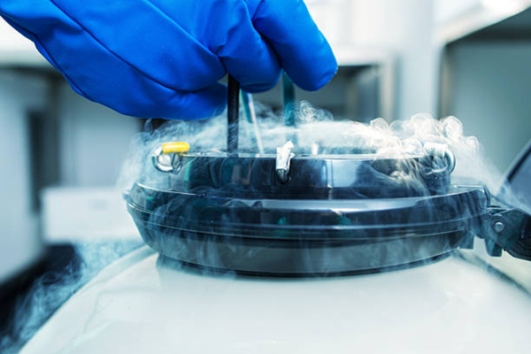 Frozen Eggs Success Rate: 2026 Clinical Data & Age Guide